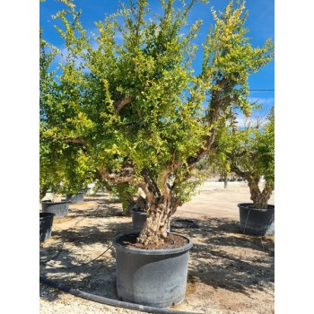 Punica granatum  80/100 285 lt